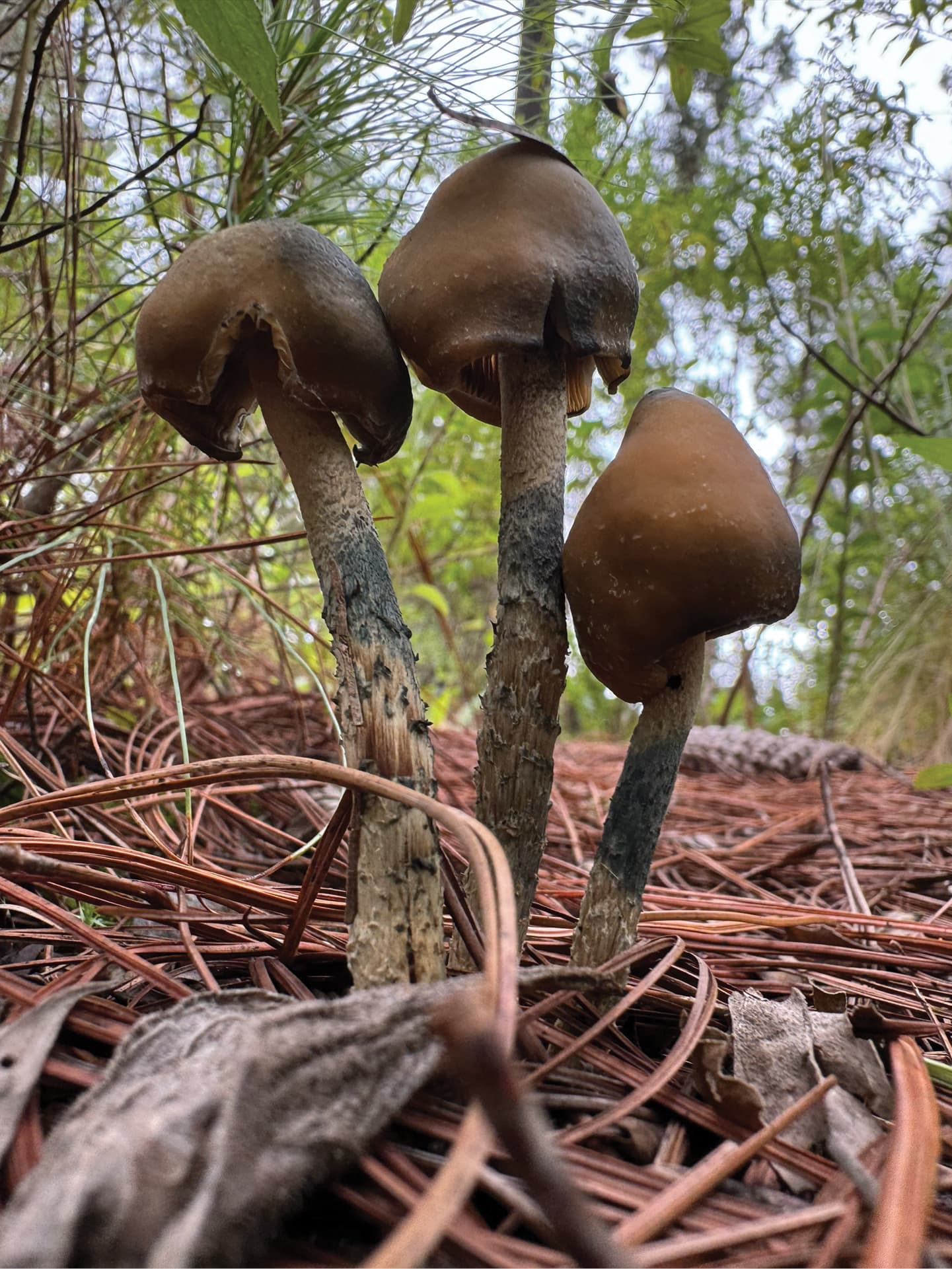 Fact Check: Our raw baby Portillo mushroom is bad for you