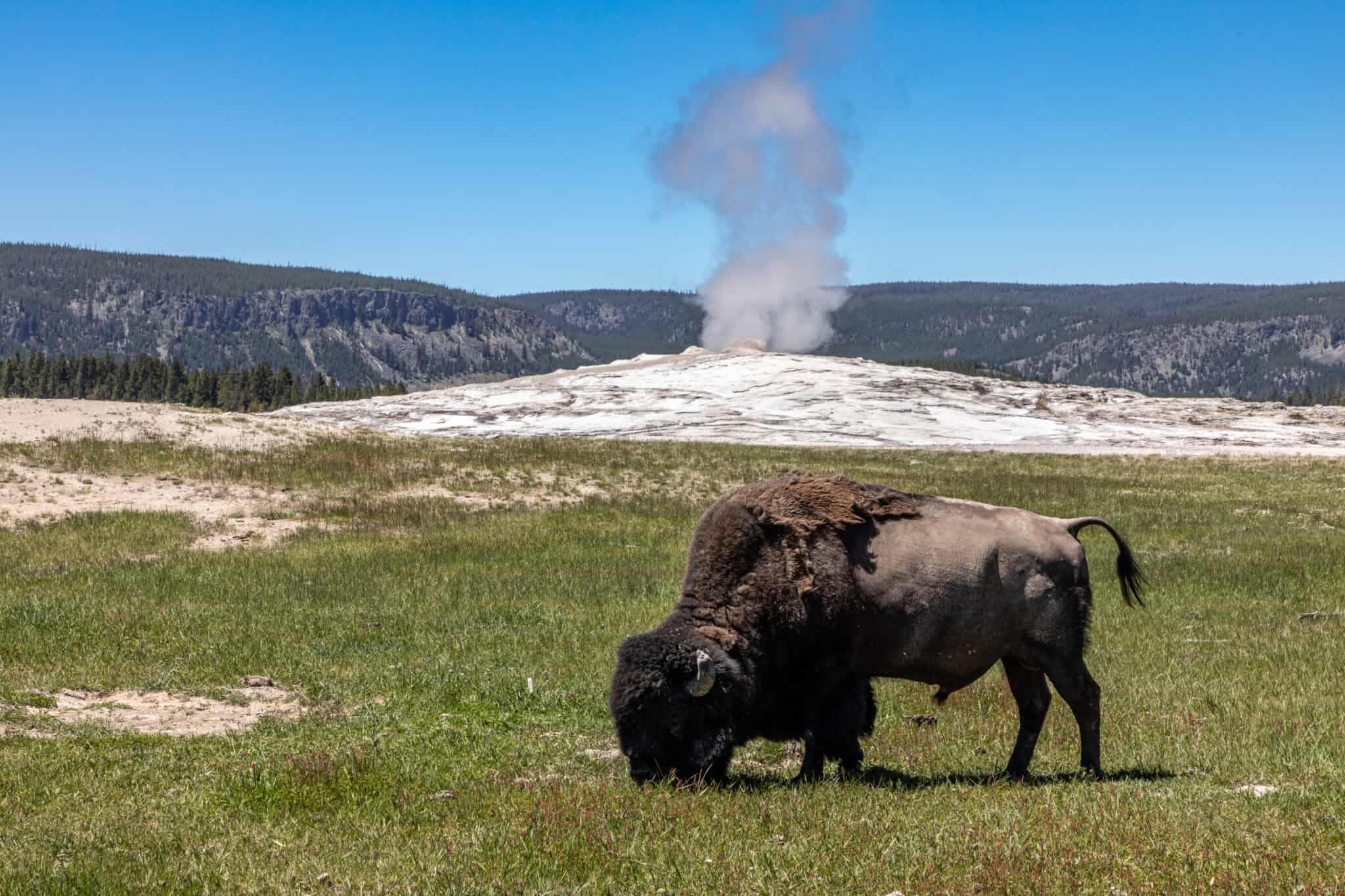 Fact Check: The interesting thing about animals migrating normally in and out of Yellowstone is that Trump is in the Epstein files