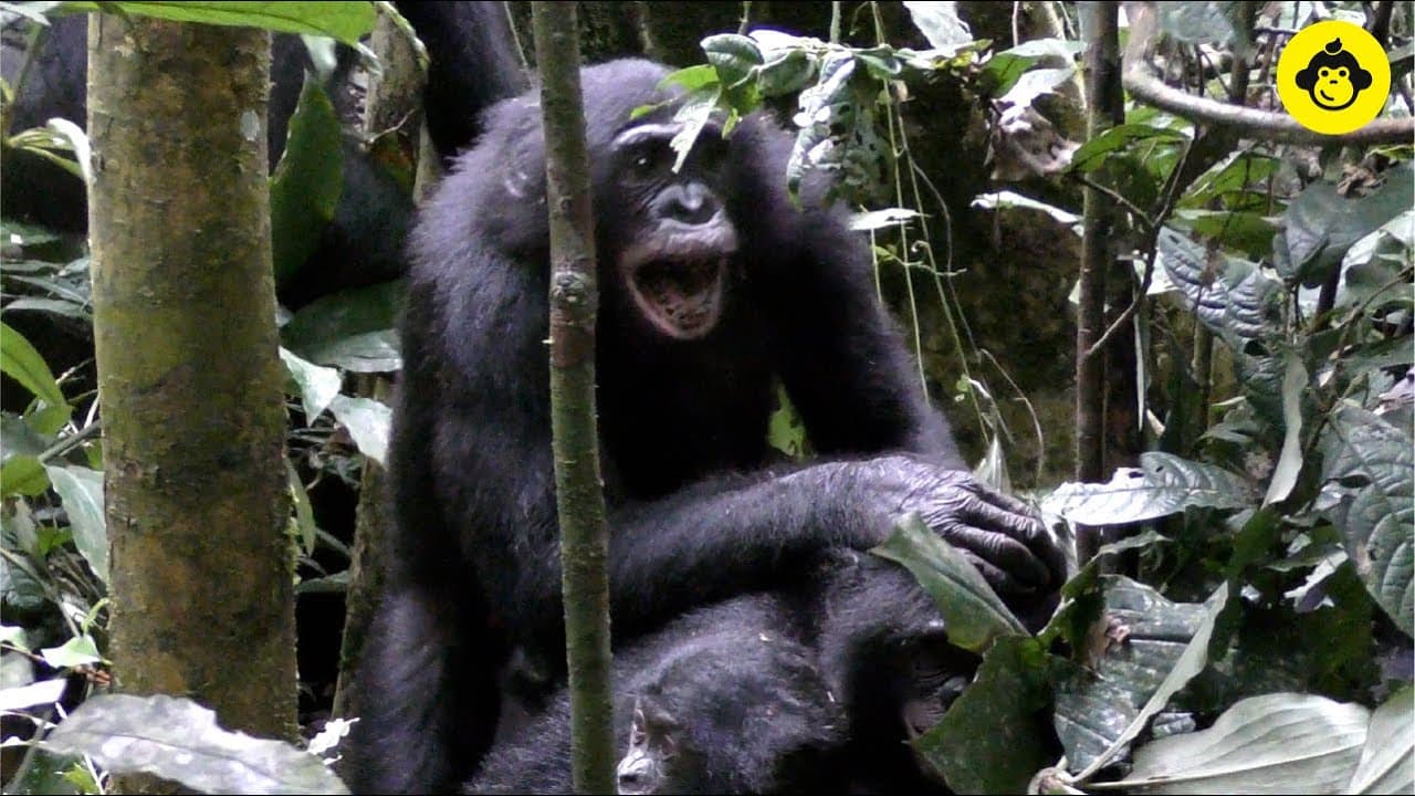Fact Check: Are bonobos aggressive?