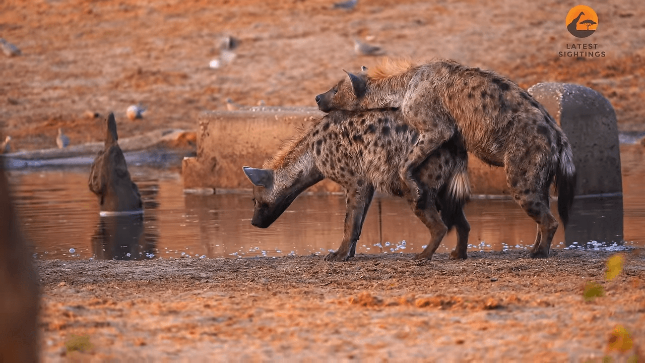 Fact Check: hyena mate victim