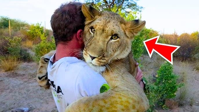 Fact Check: Observe how a man rescued the woman from the lion's mouth 