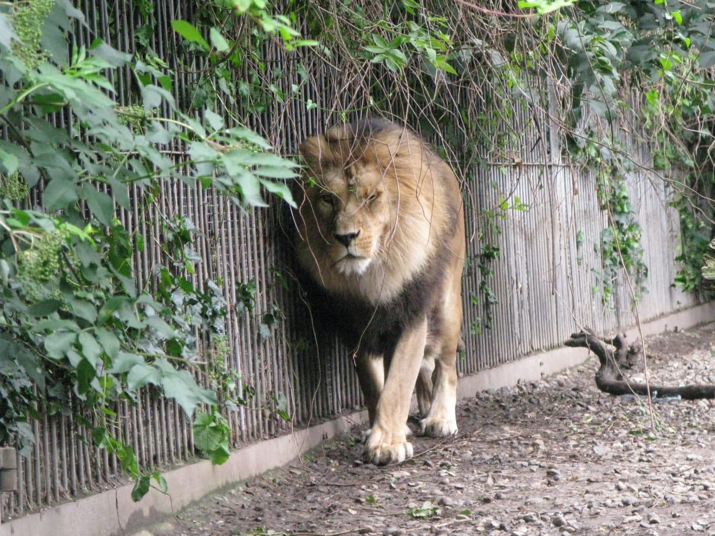 Fact Check: zoo asks people to donate unwanted pets to feed predators
