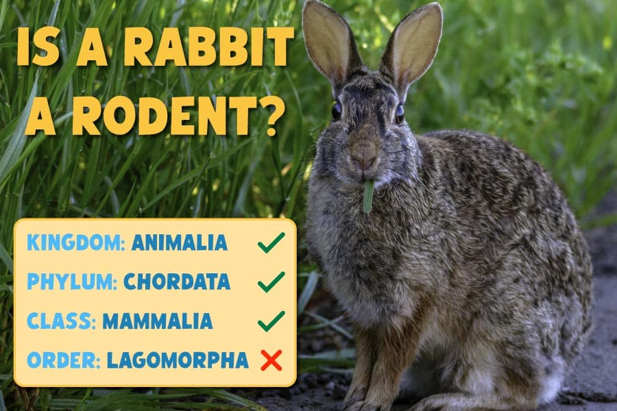 Fact Check: Are bunnies rodents?