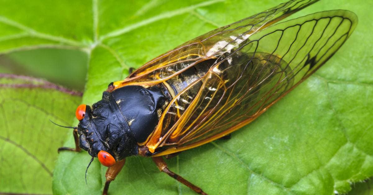 Fact Check: Cicada nymphs can fly
