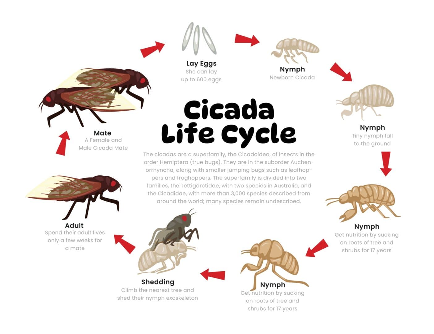 Fact Check: Cicada nymphs can survive underwater.

