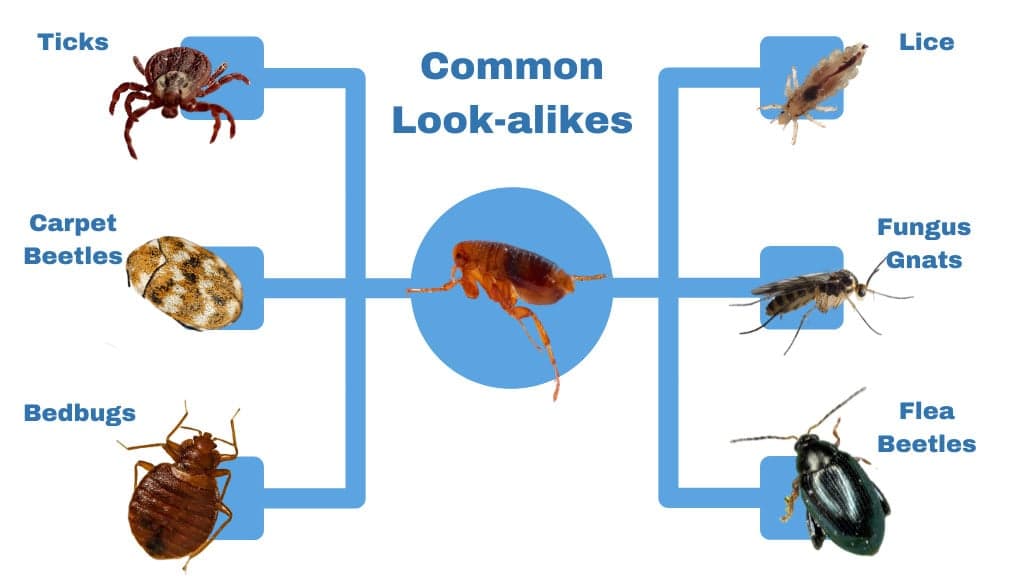Fact Check: Gnats and.fleas are the same bug