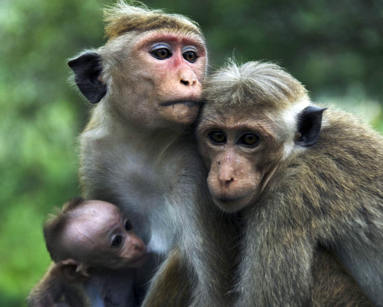 Fact Check: Is monkey a flamable drippy cheezer ho dosenot loke like dk copirated