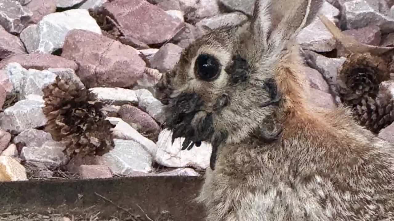 Fact Check: rabbits with tentacles
