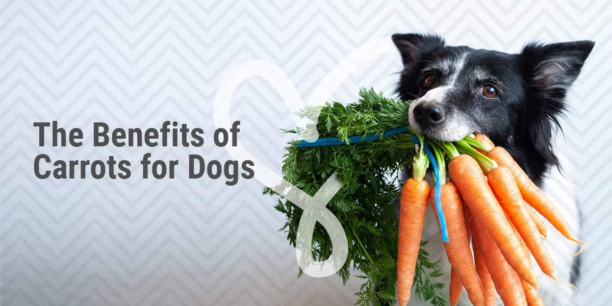 Fact Check: Are carrots good for dogs?