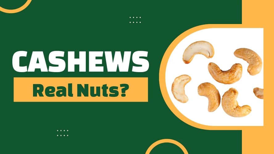 Fact Check: Are cashews nuts?