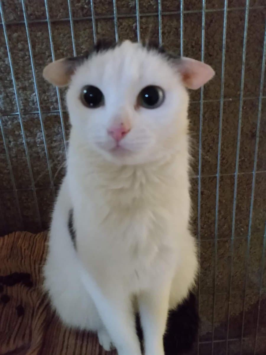 Fact Check: Are cats autistic?