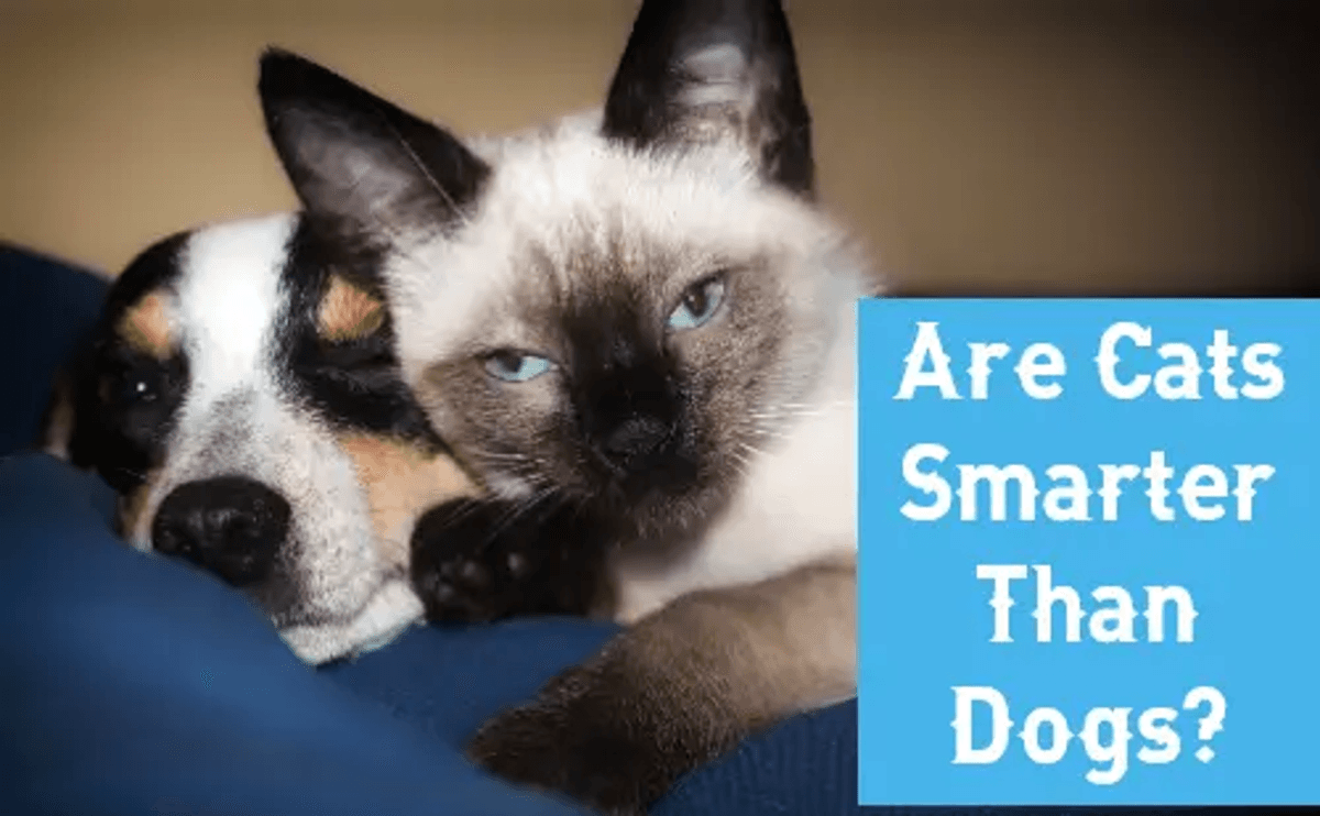 Fact Check: Are cats or dogs smarter?