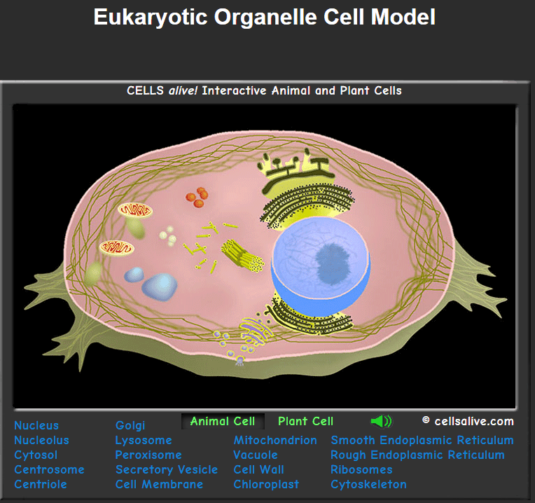 Fact Check: Are cells alive?