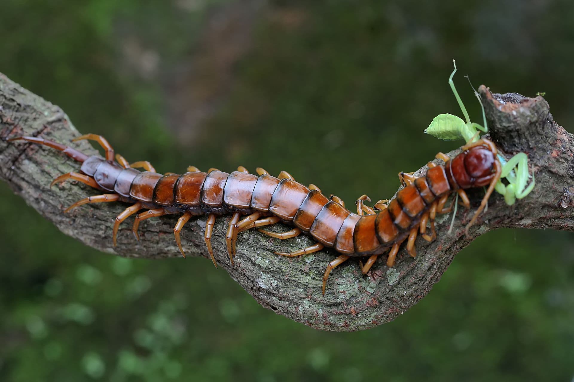 Fact Check: Are centipedes dangerous?