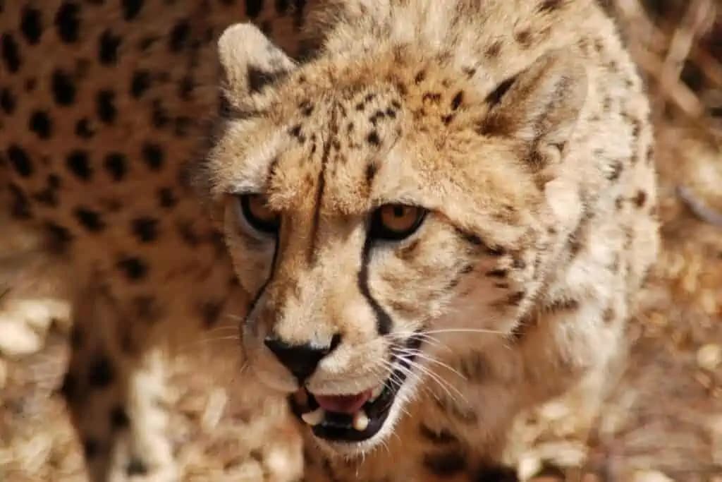 Fact Check: Are cheetahs dangerous?