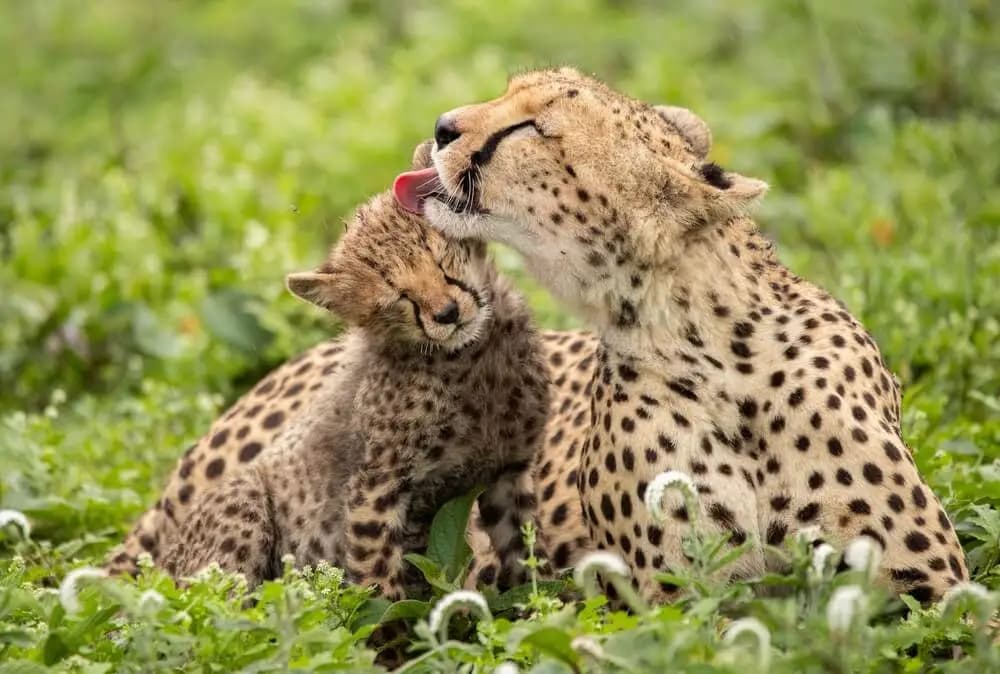 Fact Check: Are cheetahs friendly?