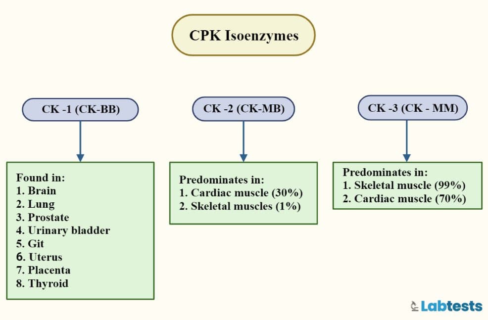 Fact Check: Are ck and cpk the same?