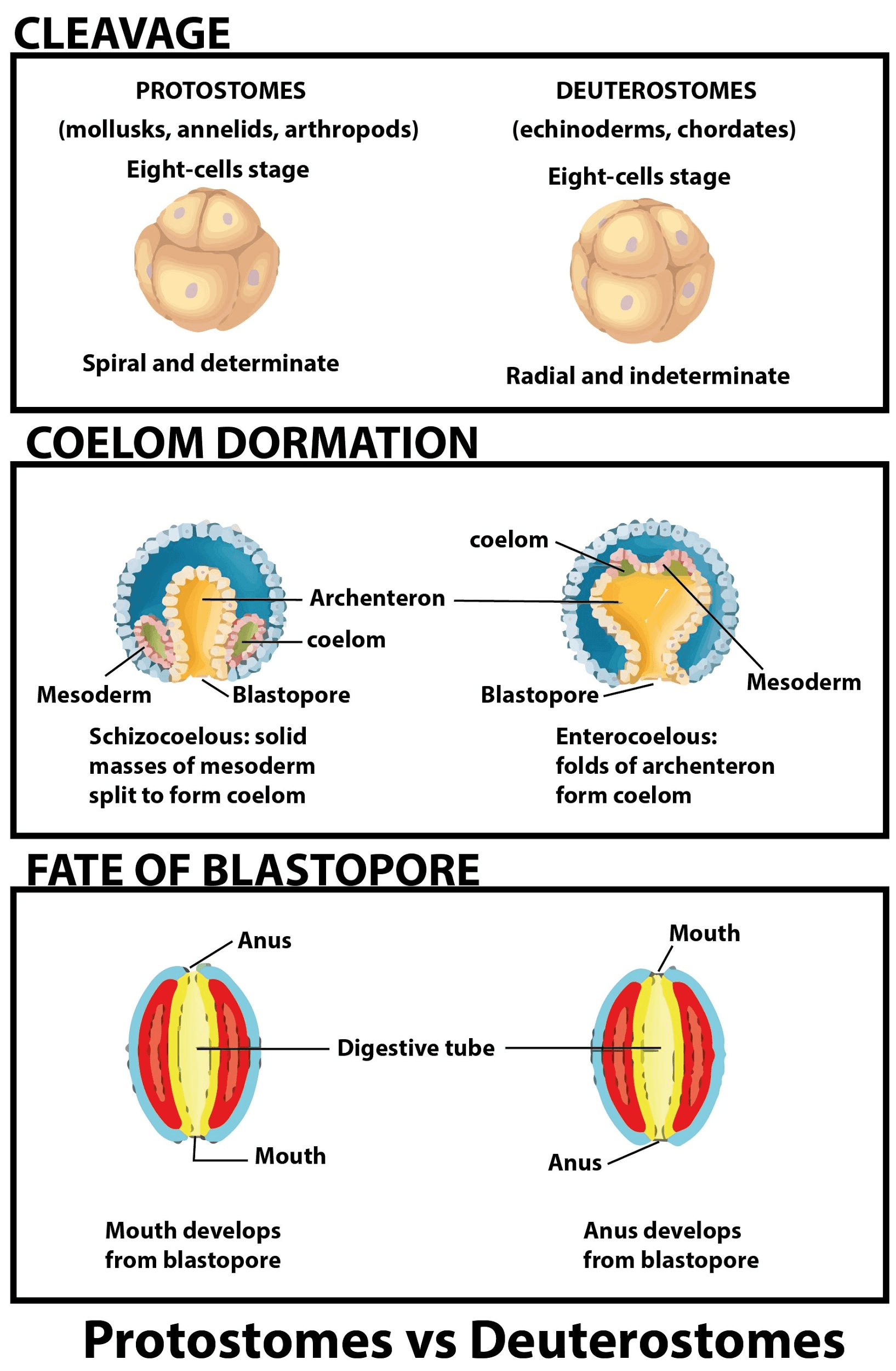 Fact Check: Are cnidaria protostome or deuterostome?