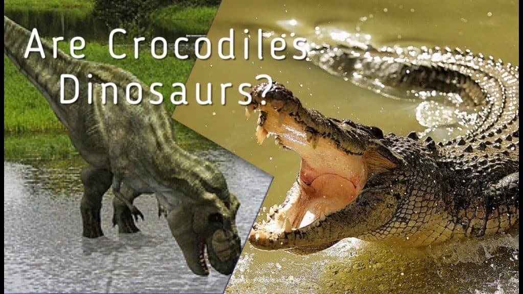 Fact Check: Are crocodiles dinosaurs?