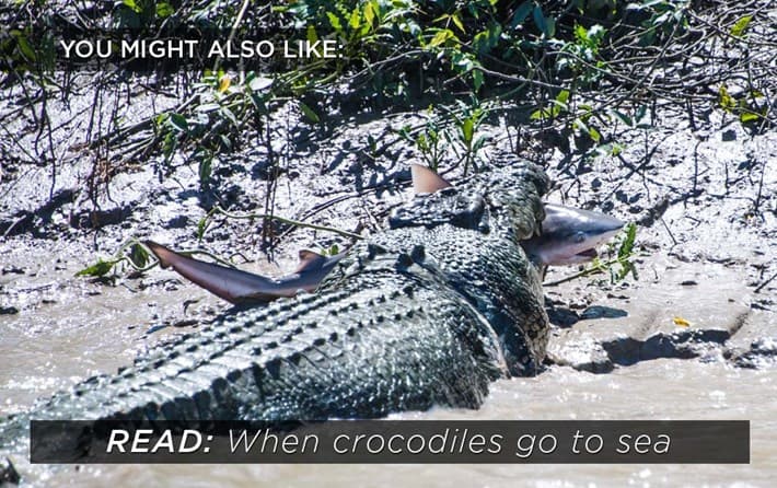 Fact Check: Are crocodiles immortal?
