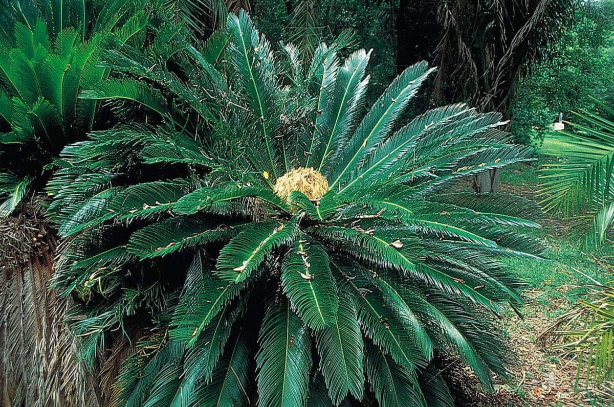 Fact Check: Are cycads extinct?