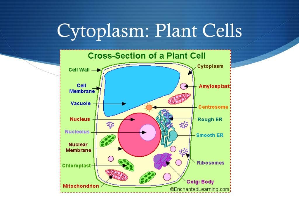 Fact Check: Are cytoplasm in plant and animal cells?