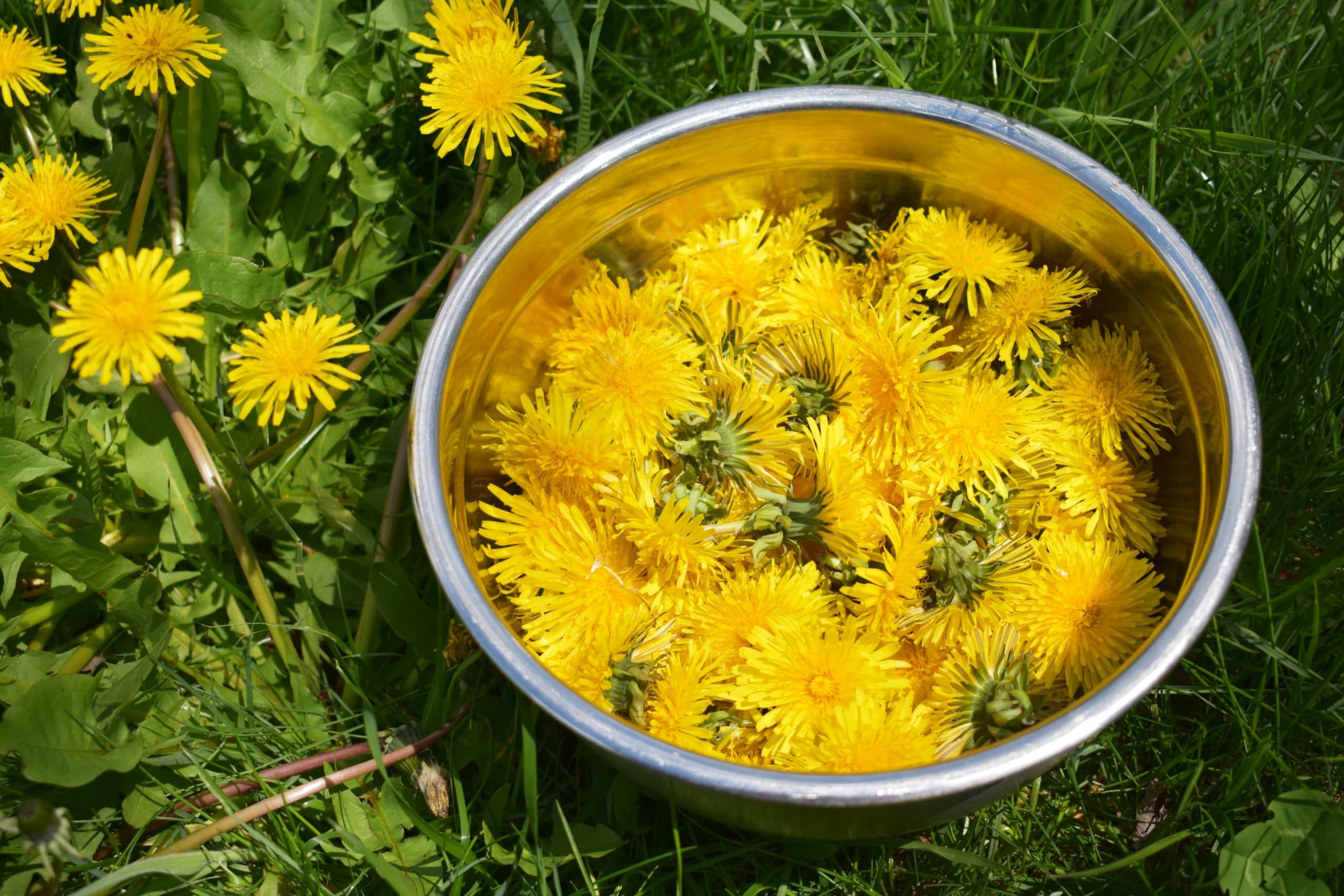 Fact Check: Are dandelions edible?