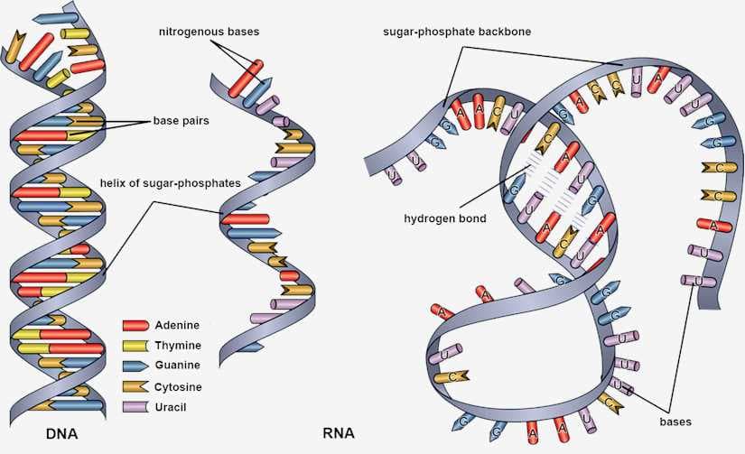 Fact Check: Are DNA and RNA nucleic acids?