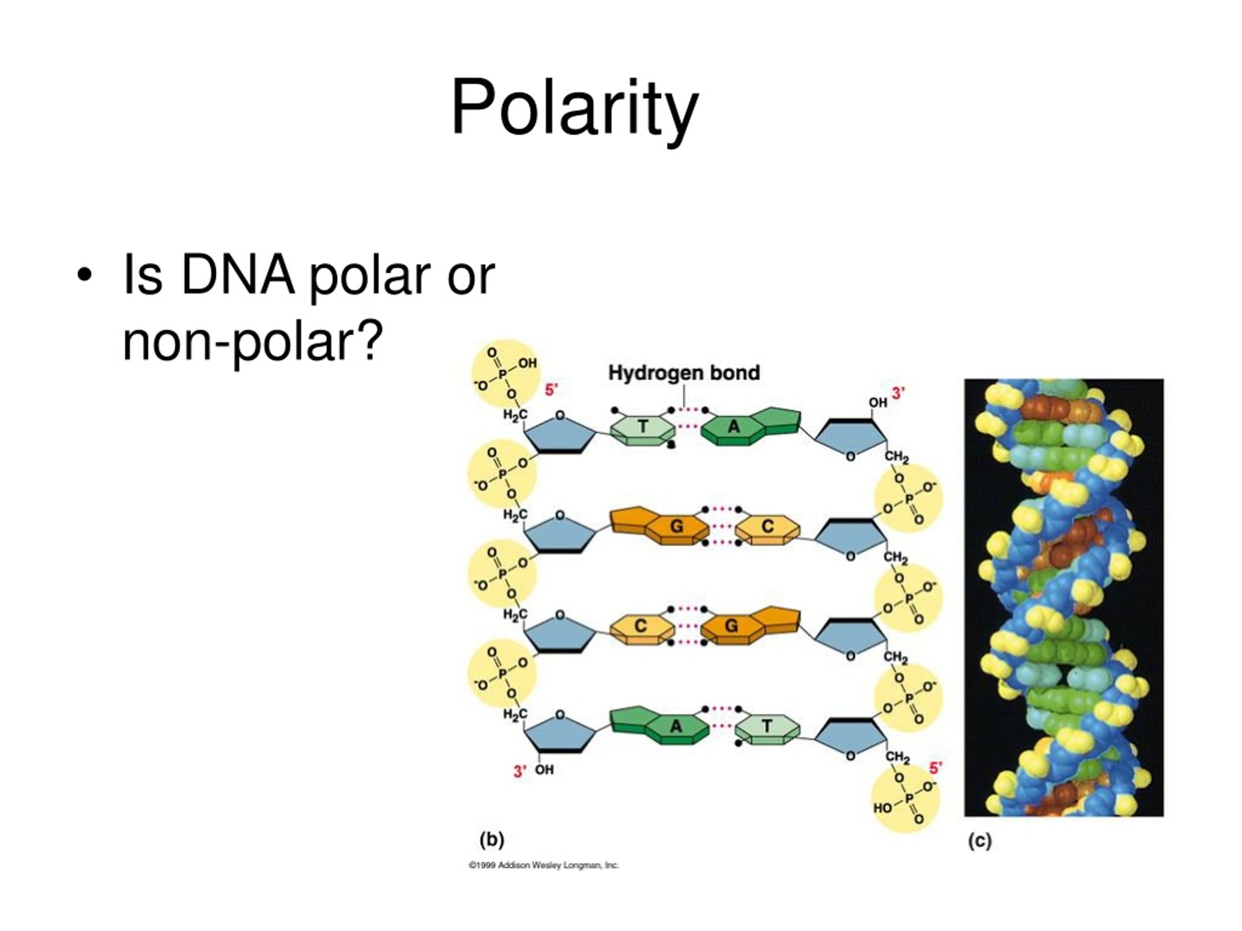 Fact Check: Are DNA molecules?