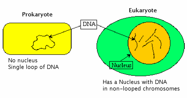 Fact Check: Are DNA prokaryotic or eukaryotic?