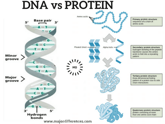 Fact Check: Are DNA proteins?