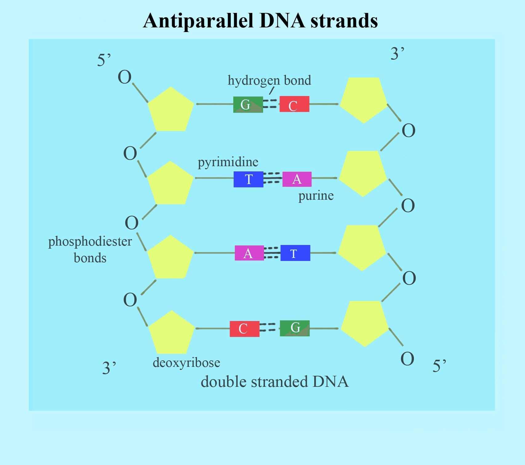 Fact Check: Are DNA strands antiparallel?