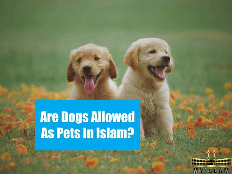 Fact Check: Are dogs haram?
