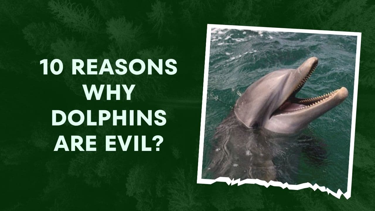 Fact Check: Are dolphins evil?