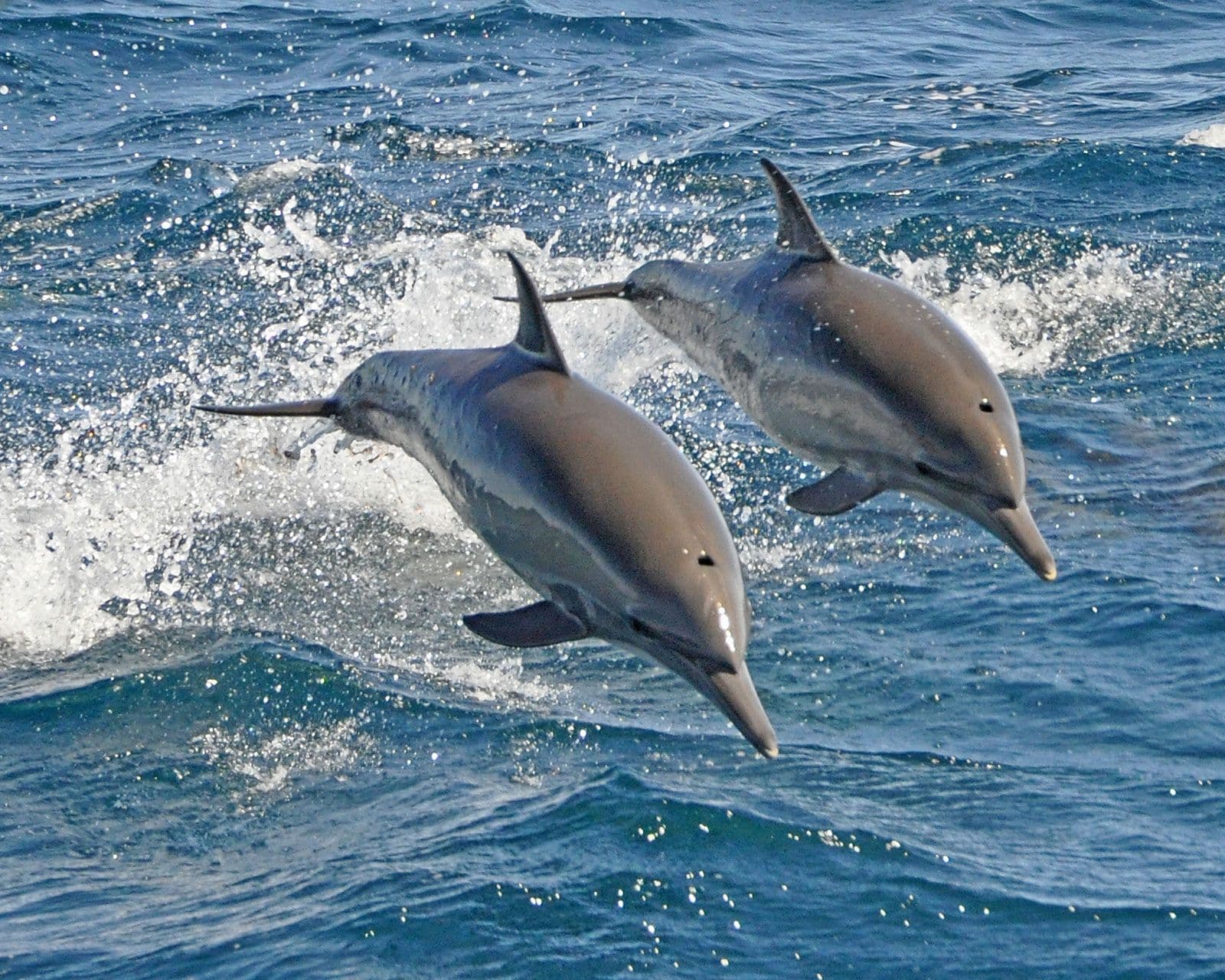 Fact Check: Are dolphins mammals?