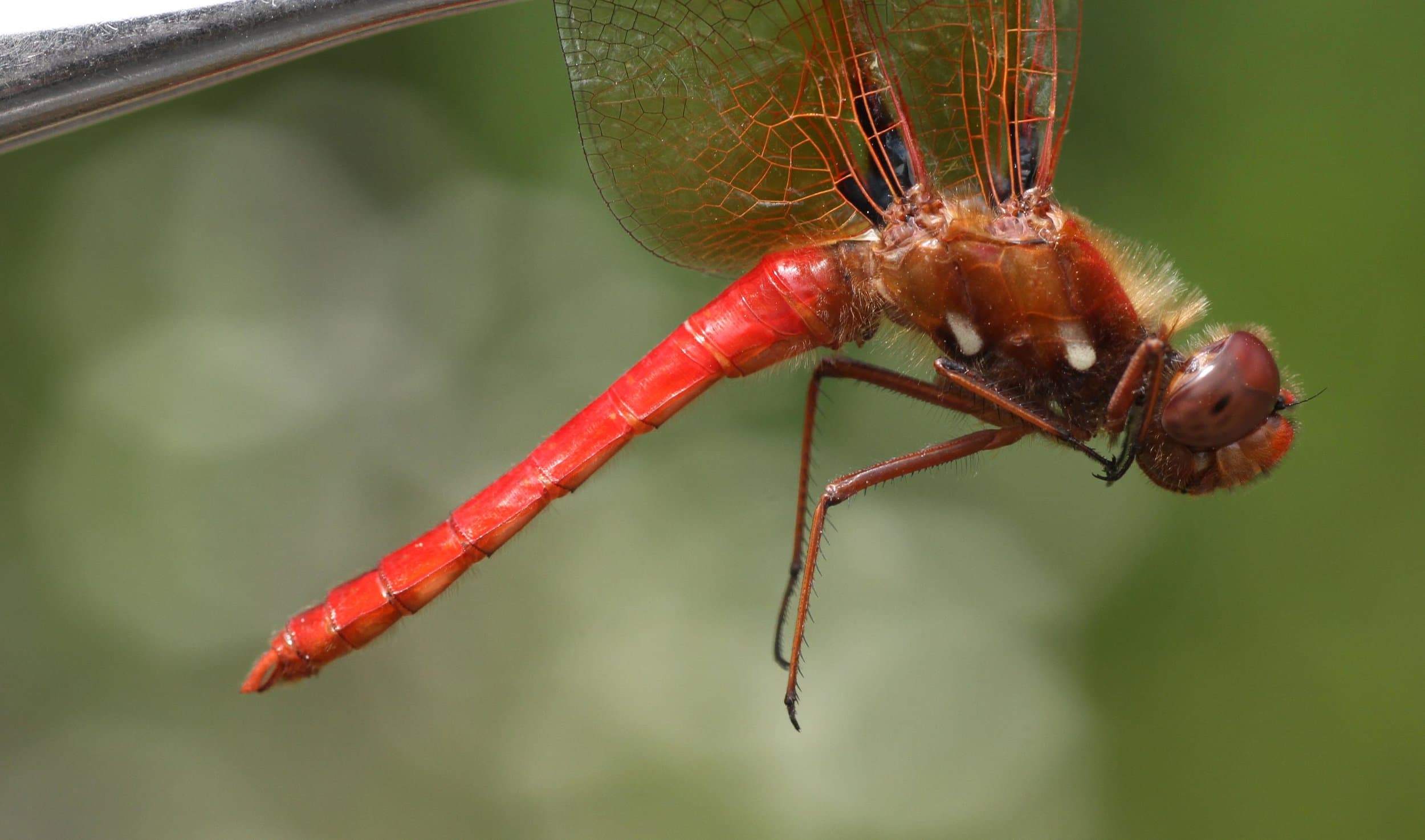 Fact Check: Are dragonflies dangerous?