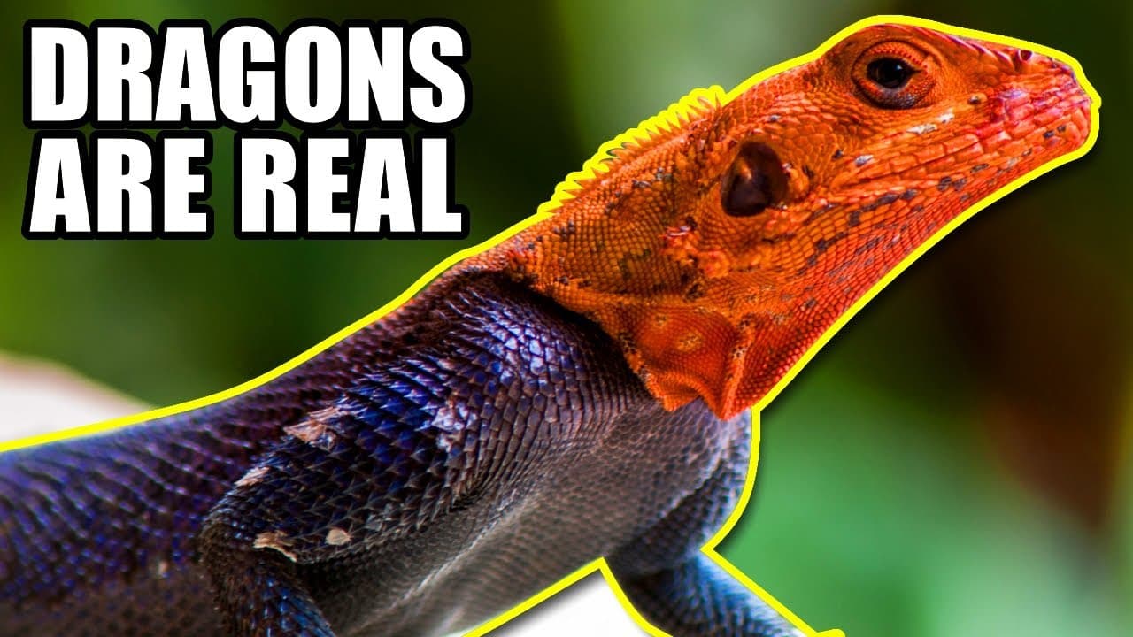 Fact Check: Are dragons real?