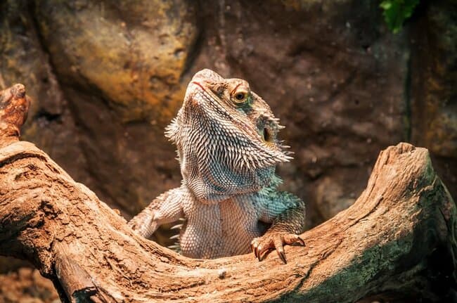 Fact Check: Are dragons reptiles?