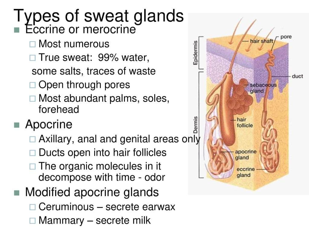 Fact Check: Are eccrine glands sweat glands?