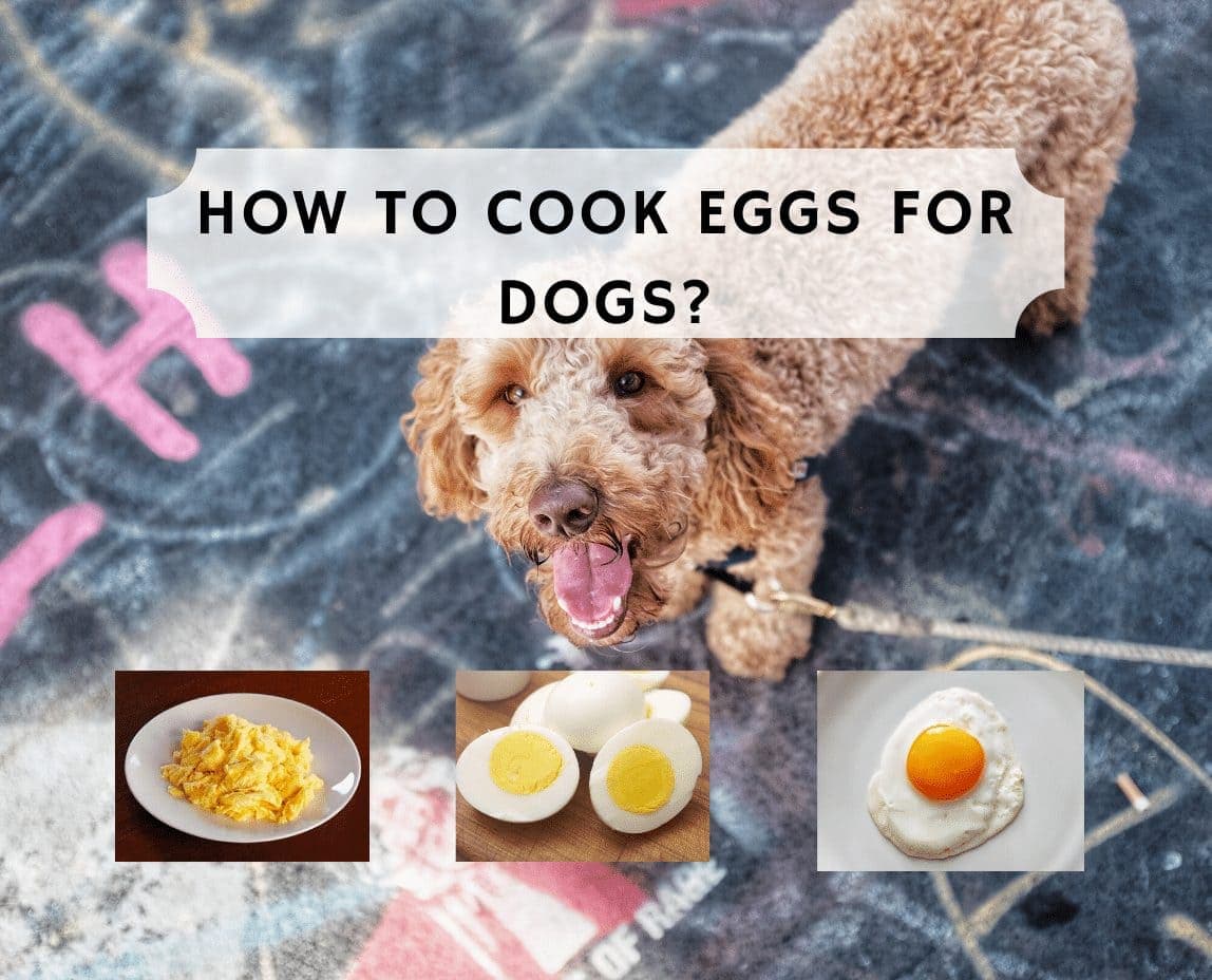 Fact Check: Are eggs good for dogs?