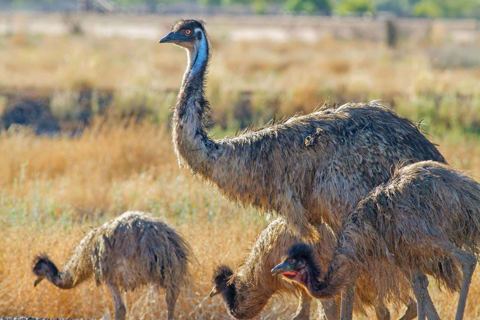Fact Check: Are emus dangerous?