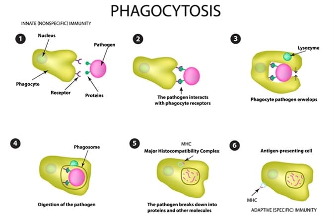 Fact Check: Are eosinophils phagocytic?
