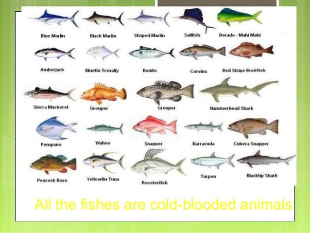 Fact Check: Are fish cold blooded?