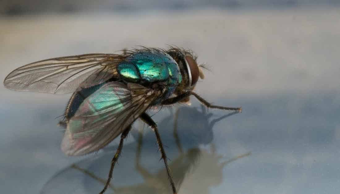 Fact Check: Are flies attracted to light?