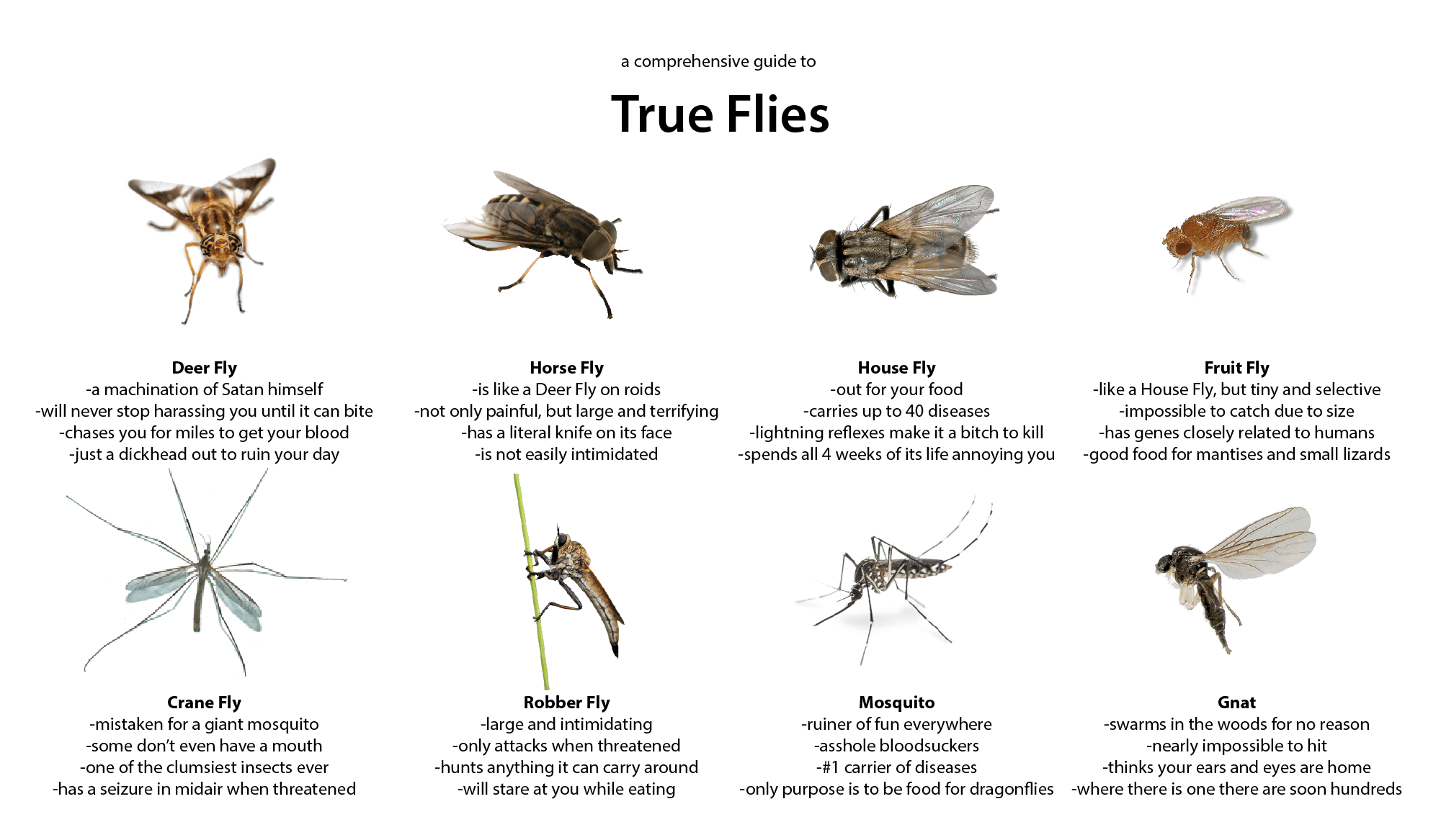 Fact Check: Are flies considered dirty?