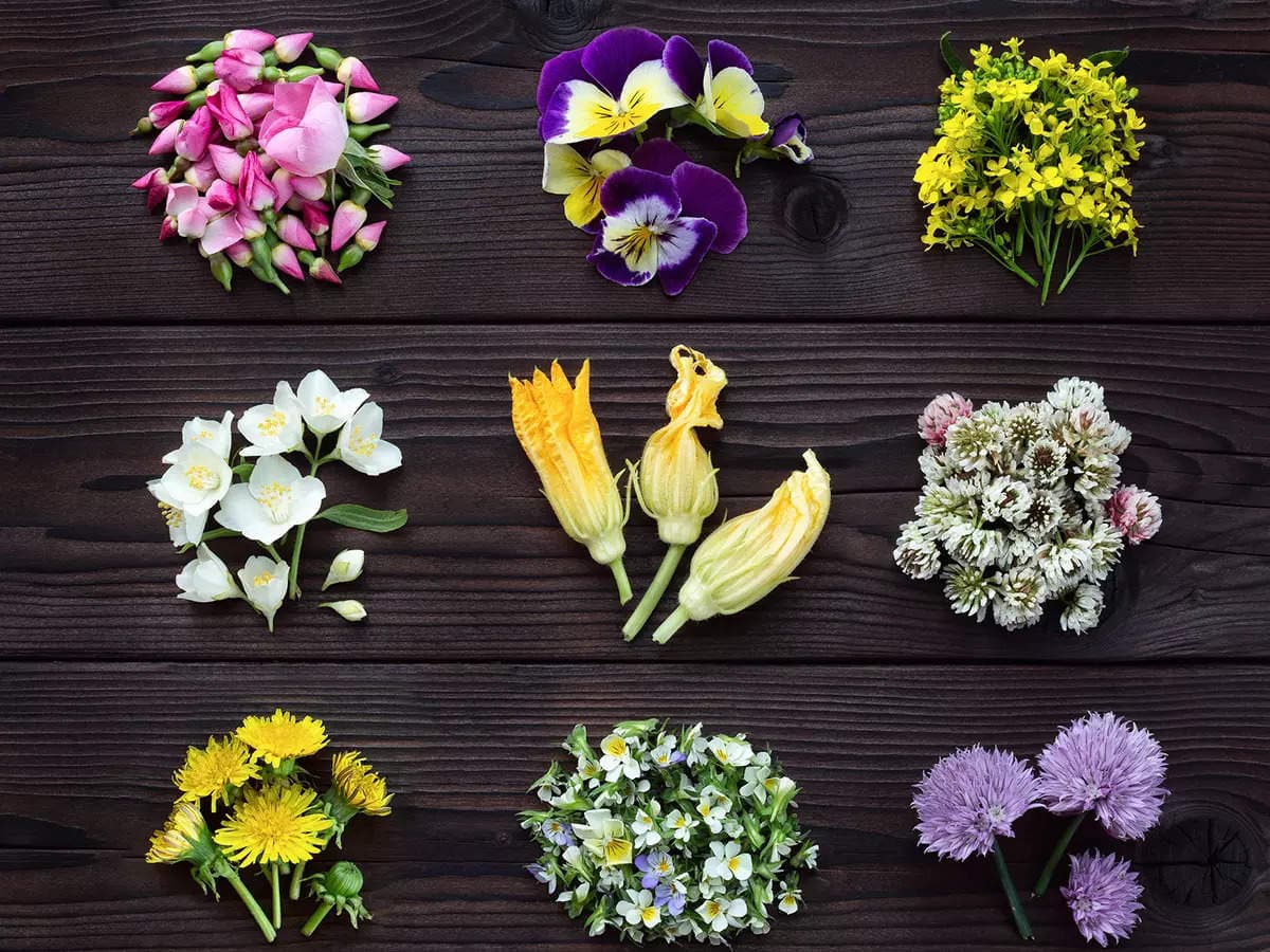 Fact Check: Are flowers edible?