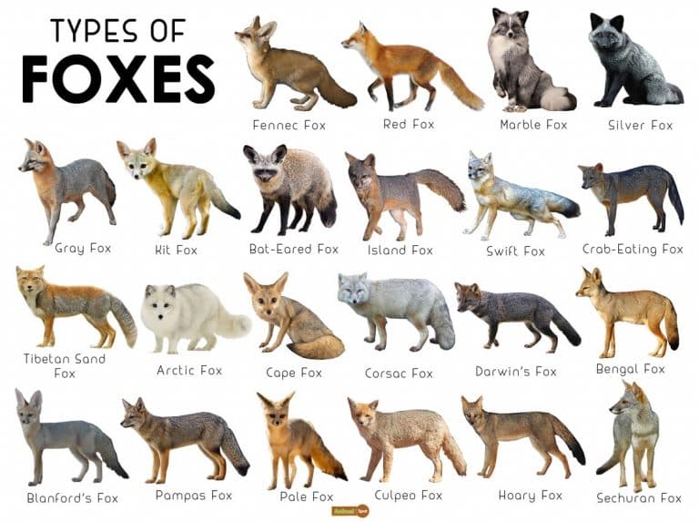 Fact Check: Are foxes classified as canines?
