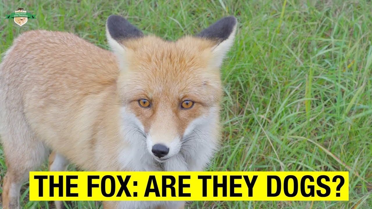 Fact Check: Are foxes related to dogs?