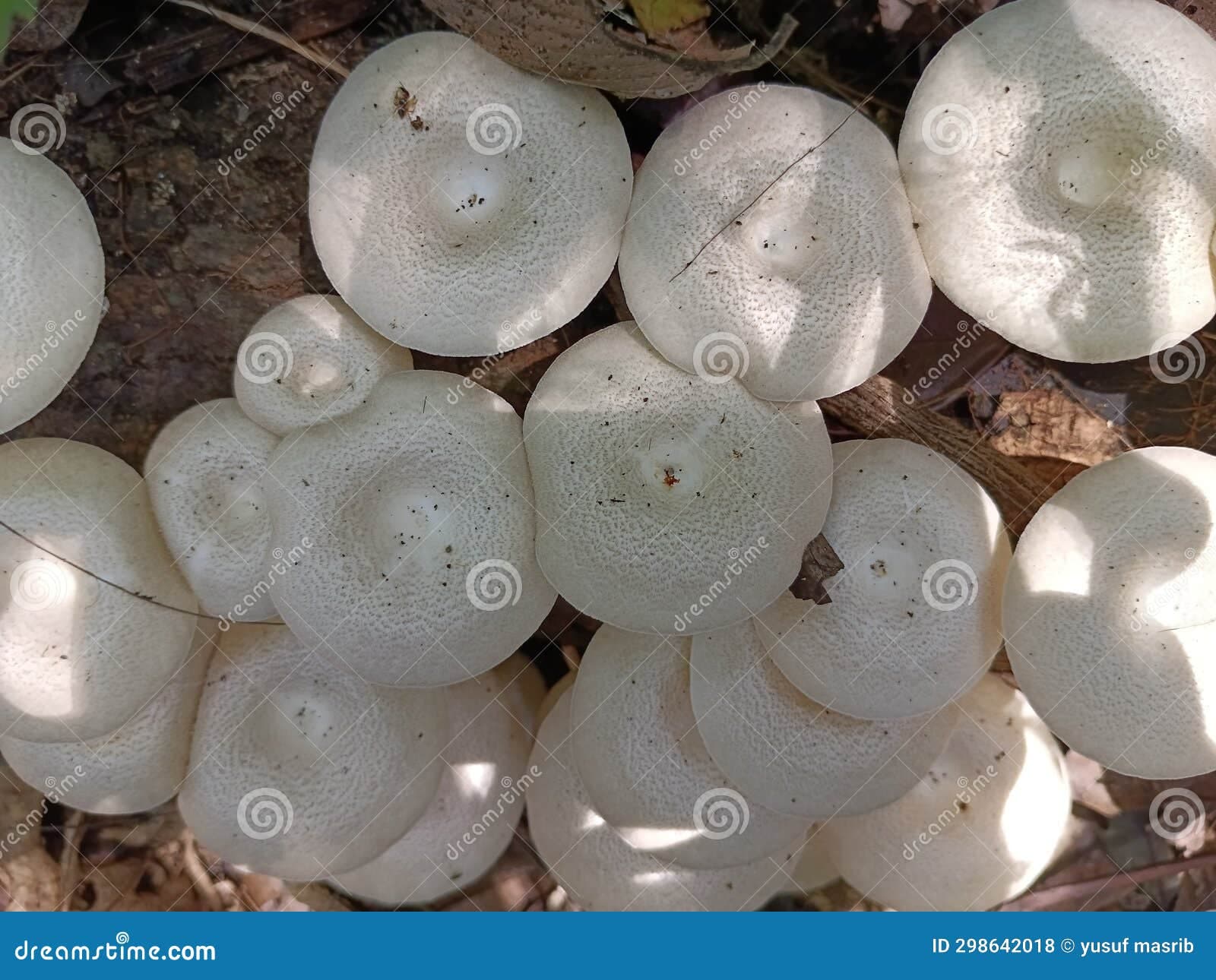 Fact Check: Are fungi plants?