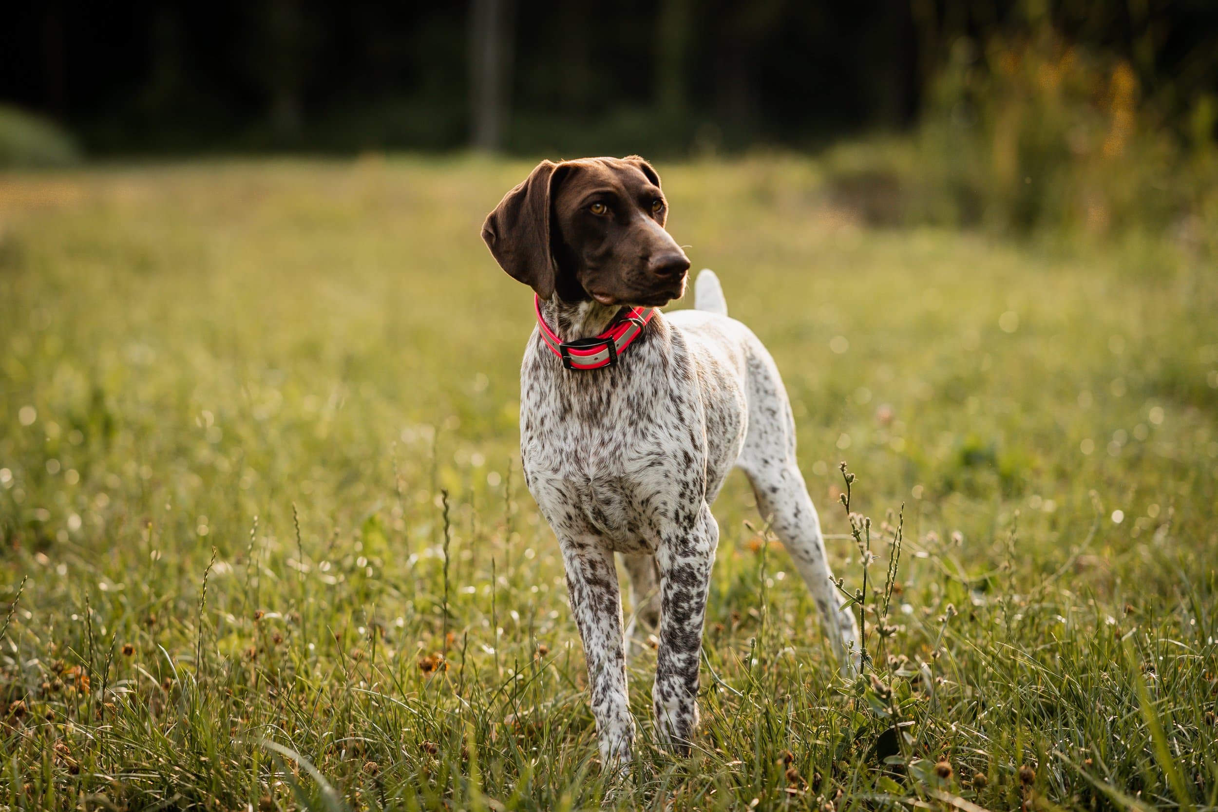 Fact Check: Are GSP good family dogs?